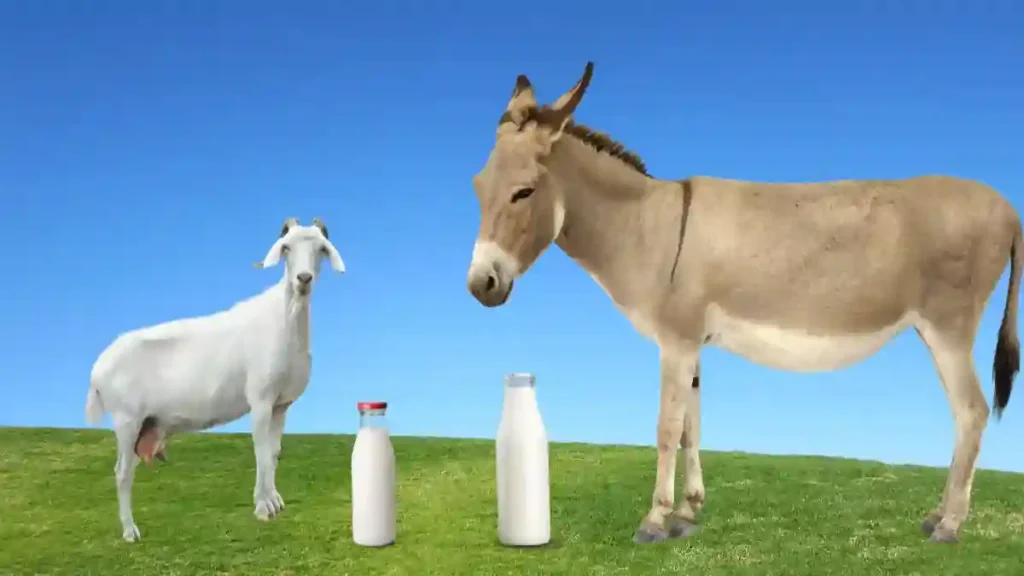 Une chèvre blanche et un âne brun debout sur l’herbe, avec deux bouteilles de lait posées devant eux.